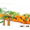 Essential Oils Seabuckthorn Oil