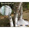 Betulinic Acid