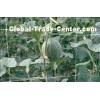Climbing Plant Support Netting Green / White , 15 x 17cm Mesh