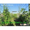 Stainless Steel Welded Wire Mesh