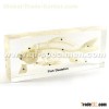 Fish Skeleton