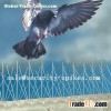 Bird Spikes