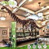 Museum Life Size Simulation Dinosaur Fossil for Sale