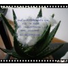 15D 64 hcs
