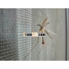 Square Opening Woven Wire Cloth for Window Screen
