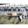 Double Swing cow headlock