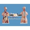 Human Medical Anatomical Model