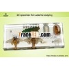 Yulin high quality acrylic embedded silkworm life cycle specimen