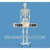 Human Skeleton Model