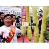 Cutted Melon-1