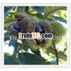 2011 Chinese Yanshan Fresh Chestnut