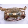 Swimming Crab
