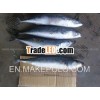 Fresh Fish Mackerel Frozen