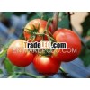 Lycopene