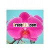 Phalaenopsis Orchid K43307