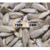 Sunflower seed kernel