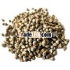 Millet Green