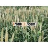 Millet Human Consumption