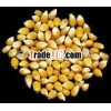 Cattle Feed Yellow Maize