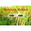 Best Price Long Grain White Rice From Vietnam