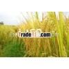 White Rice Vietnam 02