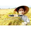 White Rice Vietnam 04