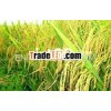 Vietnam Cheap Price Rice With 25% Broken