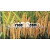 Best Quality 5% Broken White Rice Origin Vietnam