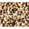 cowpea