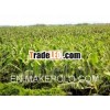 Good quality grade Agreen banana