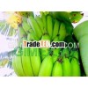 Cavendish Banana