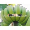 Quality Fresh green Banana
