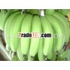 FRESH GREEN CAVENDISH BANANA