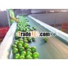 FRESH LEMON IN VIETNAM WITH LARGE QUANTITY