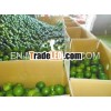 seedless lemon