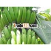 Good Quality Green Banana