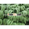 HIGH QUANLITY BANANA IN VIET NAM
