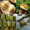 Fresh Durian Fruits