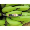 Selling high quality Vietnamese green banana
