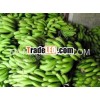 High quality Vietnamese Green banana