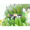 Good Quality Banana