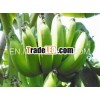 Quality Bananas