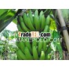 Vietnamese Grade A Banana