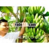 Vietnam best quality green cavendish banana