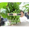 Vietnam nice-quality green banana