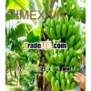 CAVENDISH BANANAS