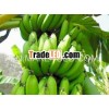 Grade A Fresh Cavendish banana
