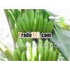 Good Cavendish Banana