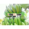 Good Bananas Vietnamess 2013