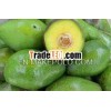 Fresh Avocado
